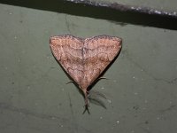 Pale Phalaenostola Moth